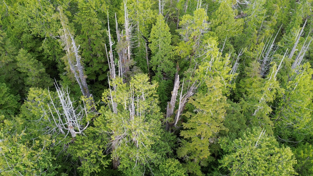 A grove of ancient western red cedars is seen from above, growing on the shores of Barkley Sound off the coast of Vancouver Island, west of Port Alberni, B.C. THE CANADIAN PRESS/HO-Colin Spratt