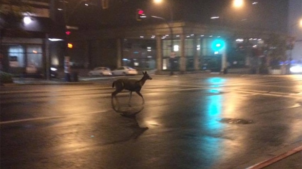 downtown deer