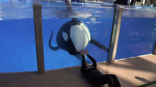 Tilikum