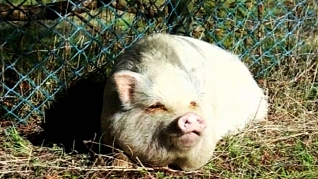 Potbelly pig adopted as pet ends up on plate