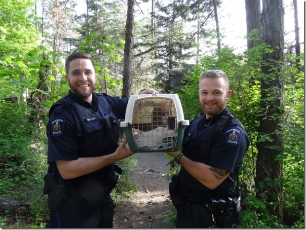 owlet rescue saanich