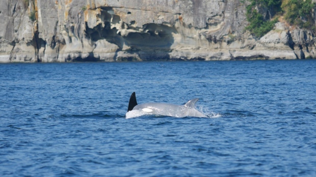 white orca