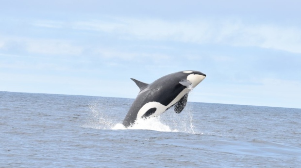 orcas vancouver island