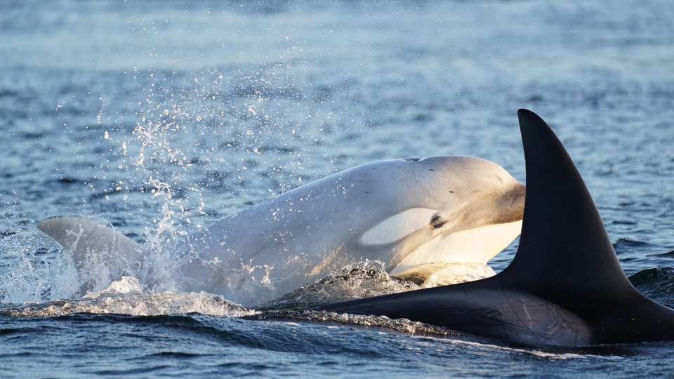 White whale orca